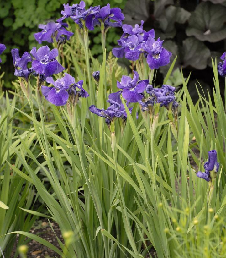 Image Credit: Walters Gardens