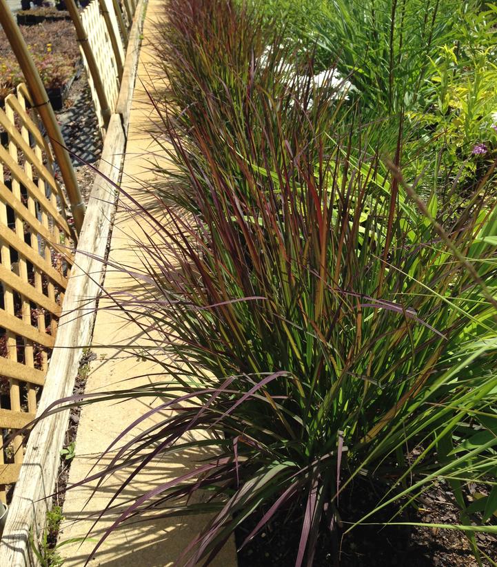 Image Credit: North Creek Nurseries