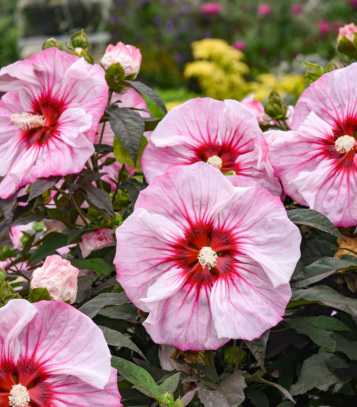 Image Credit: Walters Gardens