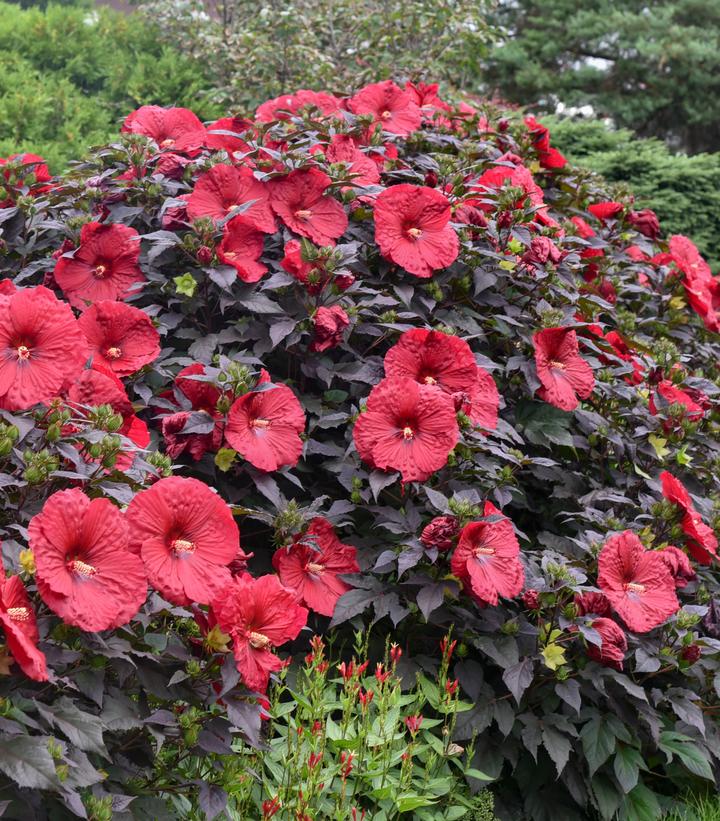 Image Credit: Walters Gardens
