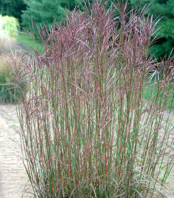Image Credit: Intrinsic Perennials