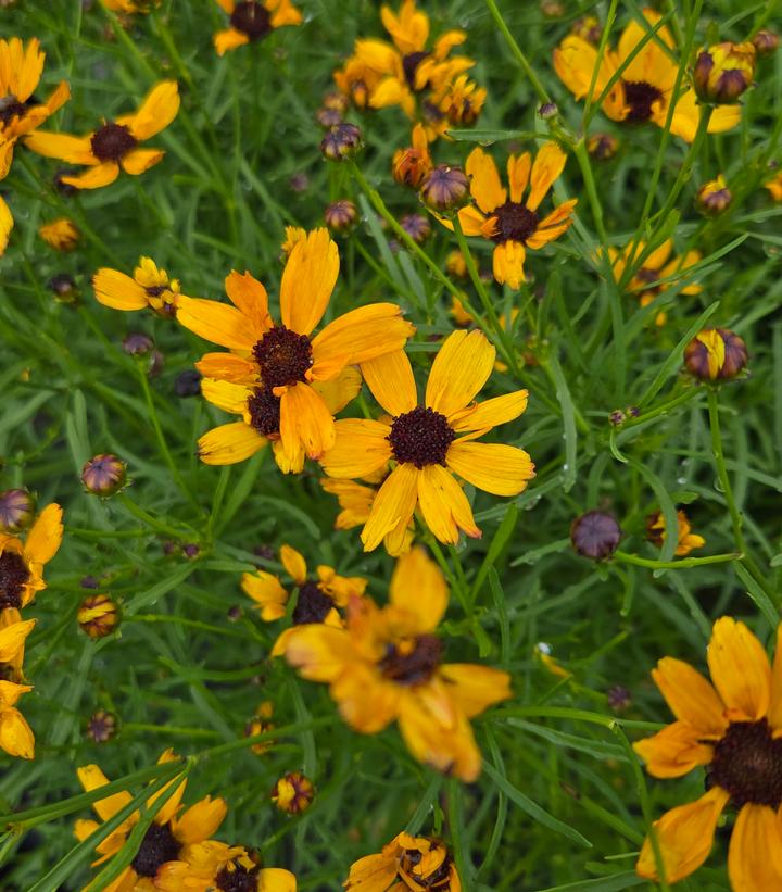Image Credit: Prides Corner Farms