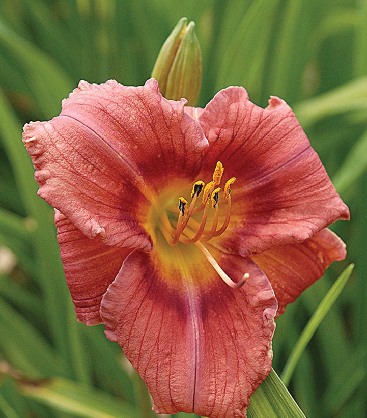 Image Credit: Walters Gardens
