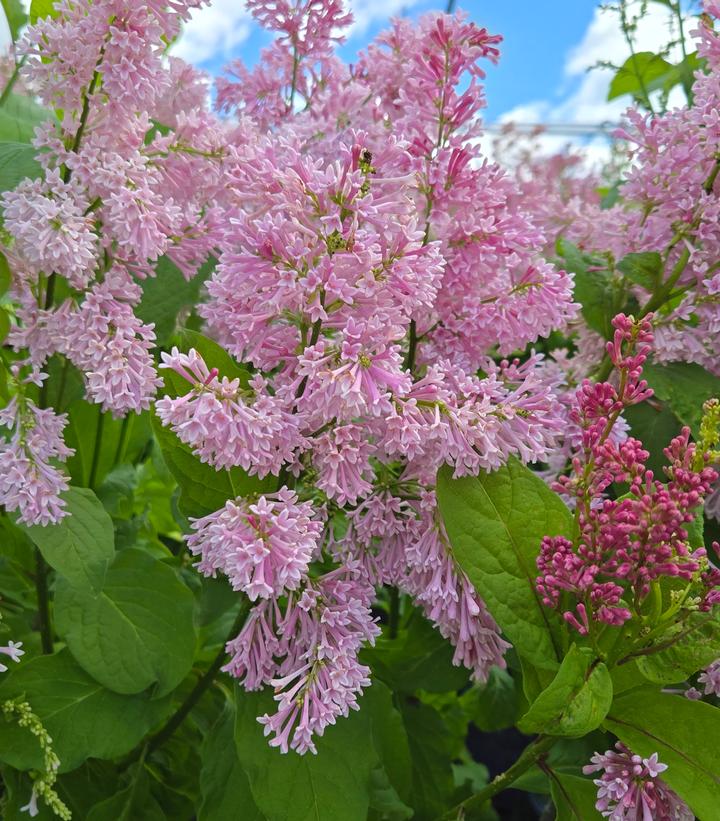Image Credit: Prides Corner Farms