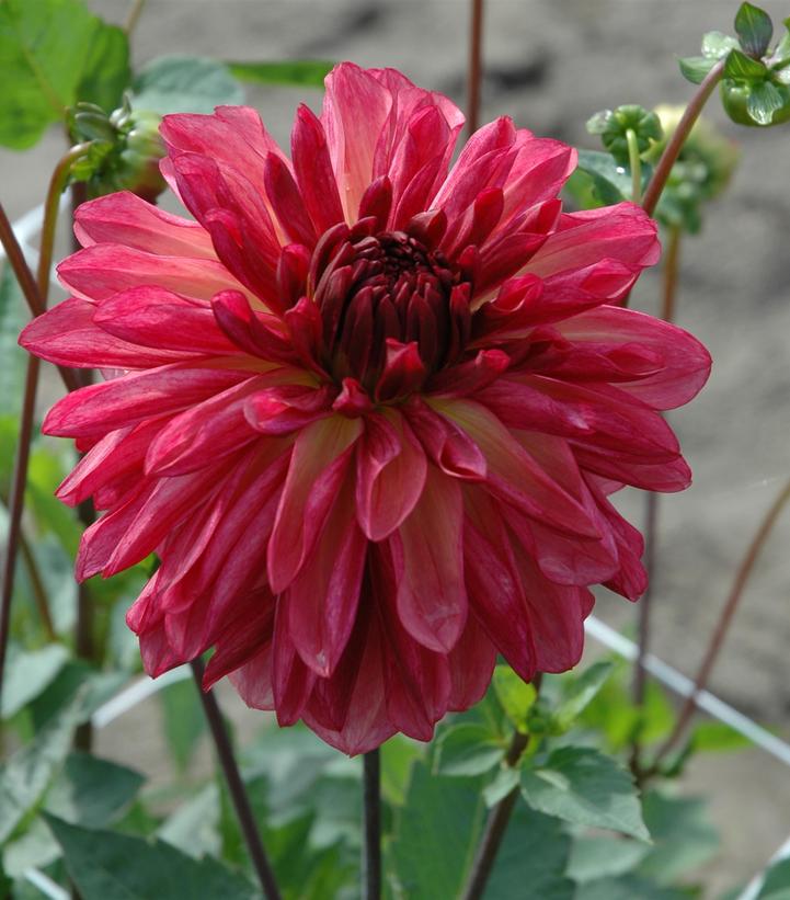 Image Credit: Ball Horticultural Company