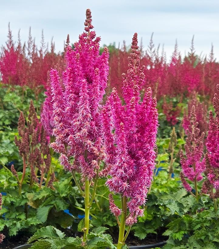 Image Credit: Prides Corner Farms