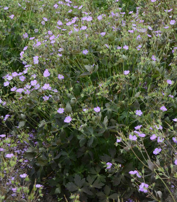 Image Credit: Walters Gardens