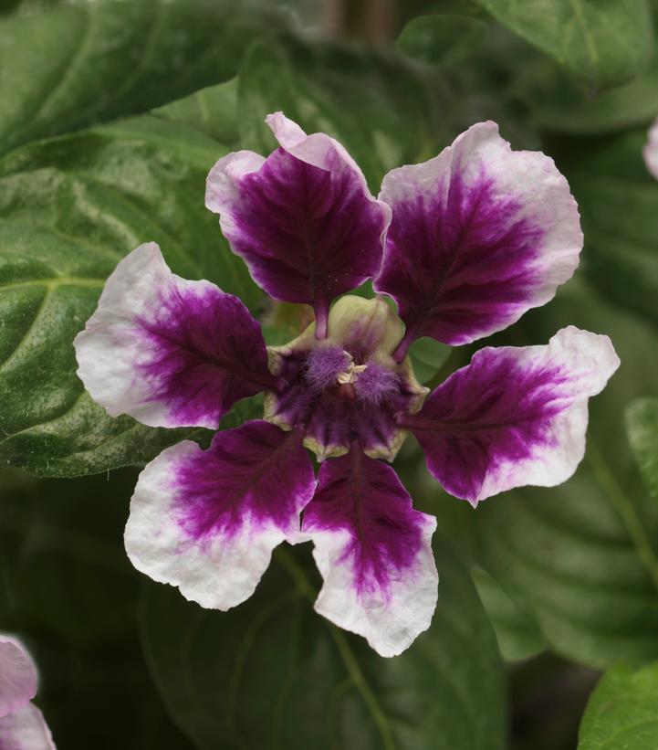 Image Credit: Ball Horticultural Company