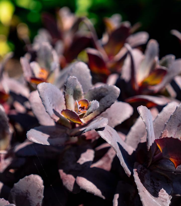 Image Credit: Bloomin' Easy