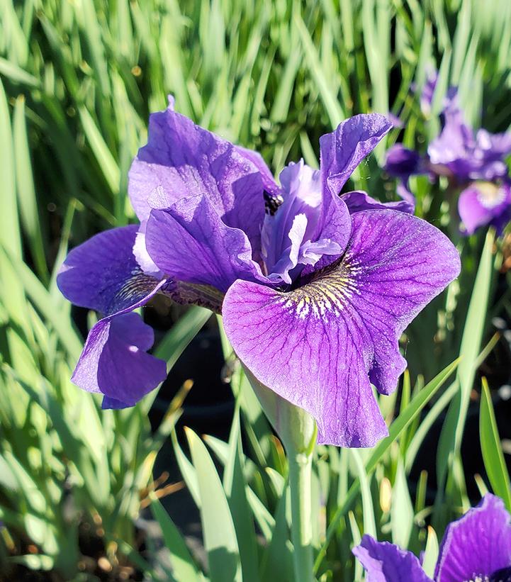 Image Credit: Prides Corner Farms