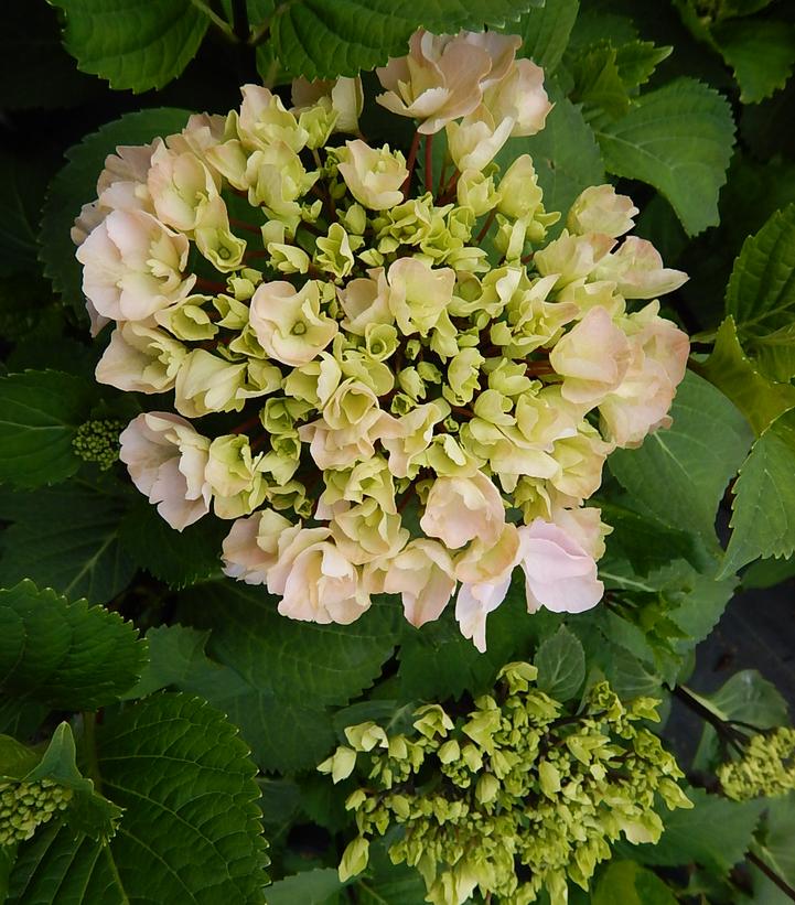 Image Credit: Prides Corner Farms