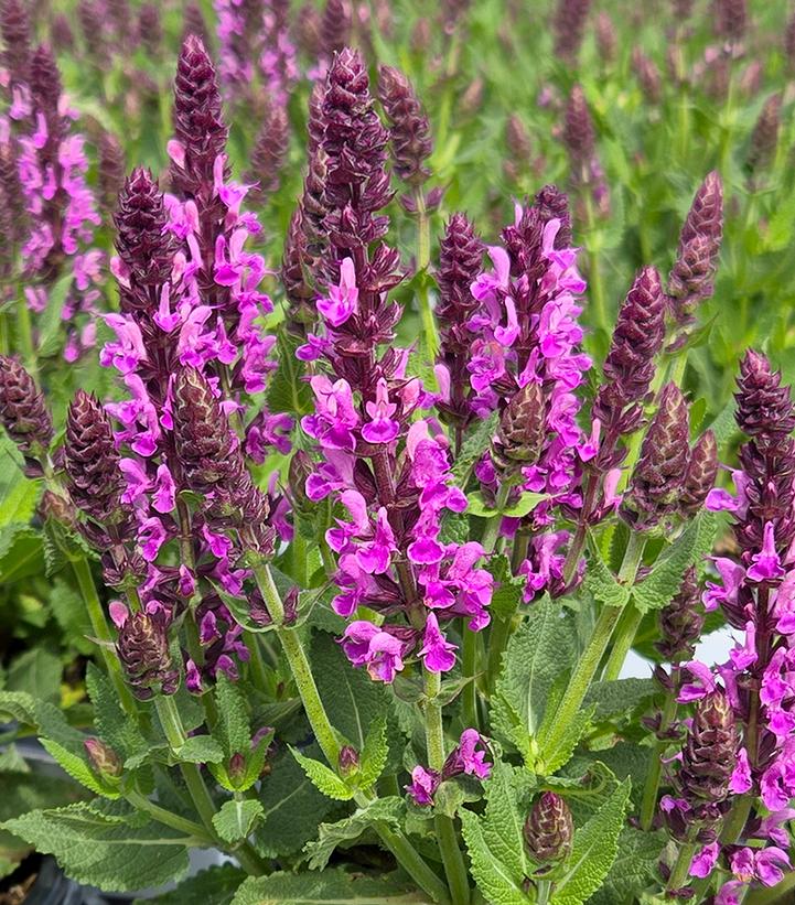 Image Credit: Prides Corner Farms