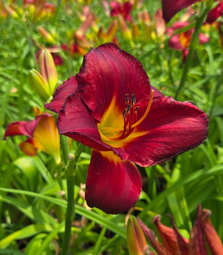 Image Credit: Prides Corner Farms