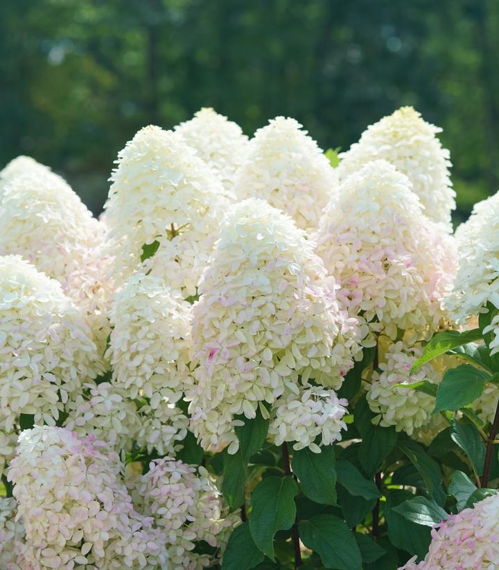 Image Credit: Spring Meadow Nursery
