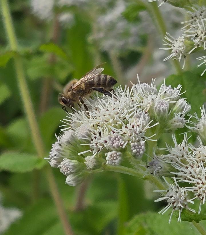 Image Credit: Prides Corner Farms