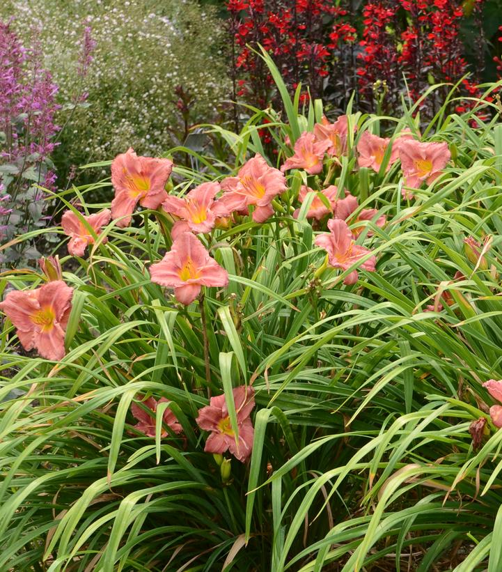 Image Credit: Walters Gardens