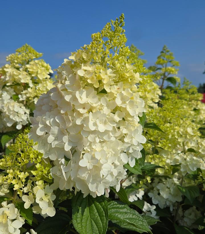 Image Credit: Prides Corner Farms