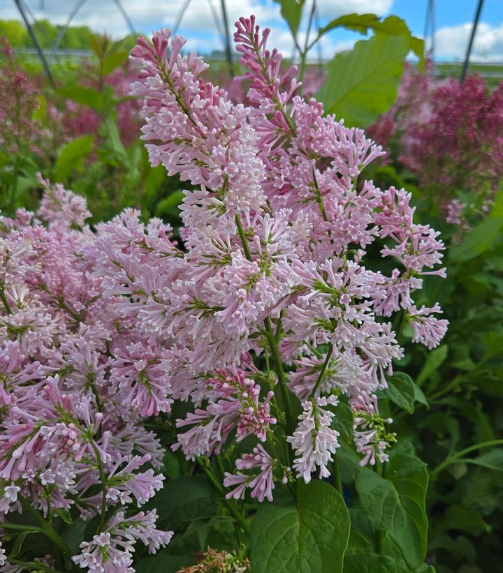 Image Credit: Prides Corner Farms