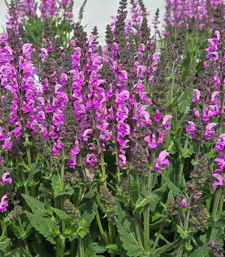 Image Credit: Prides Corner Farms