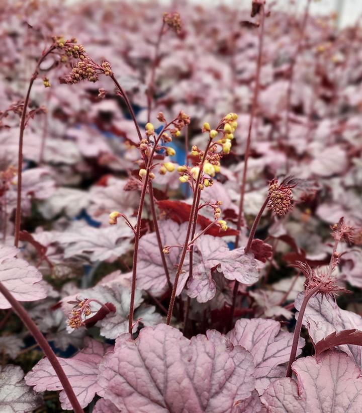 Image Credit: Prides Corner Farms