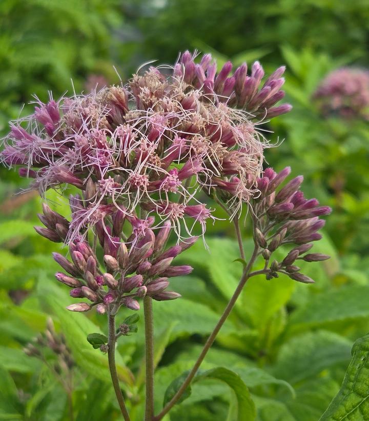 Image Credit: Prides Corner Farms