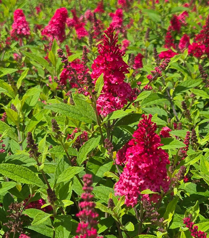 Image Credit: Prides Corner Farms