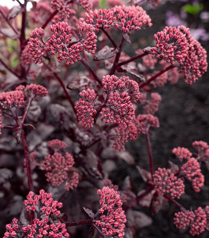 Image Credit: Bloomin' Easy