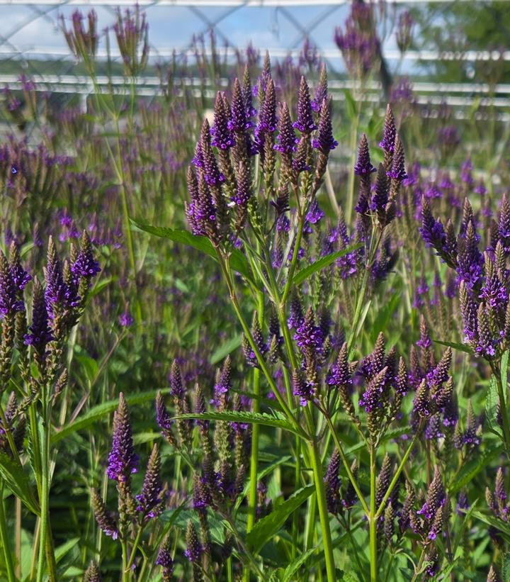 Image Credit: Prides Corner Farms