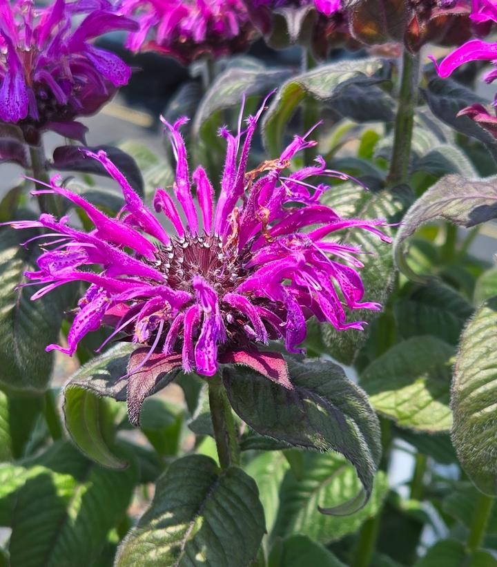 Image Credit: Prides Corner Farms