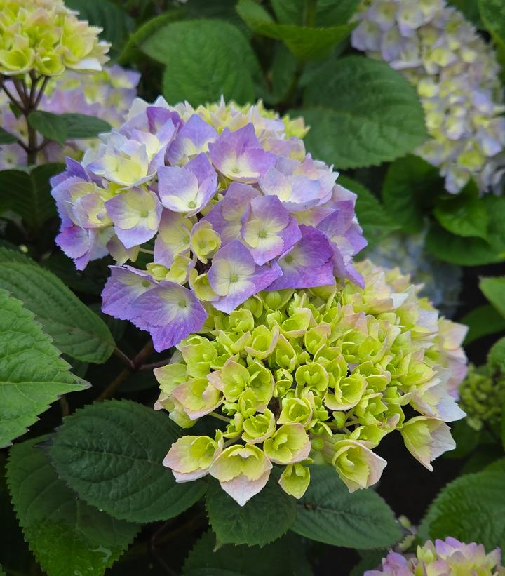 Image Credit: Prides Corner Farms