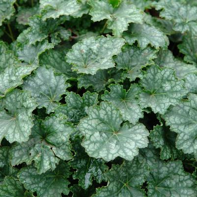 Heuchera longiflora