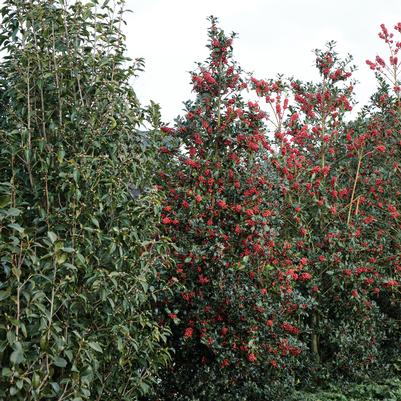 Ilex meserve MagicalĀ® Amore