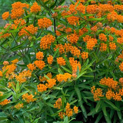 Asclepias tuberosa