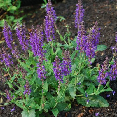 Salvia nemorosa 'May Night'