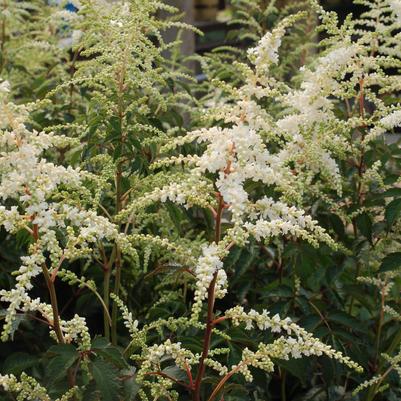Astilbe japonica 'Deutschland'
