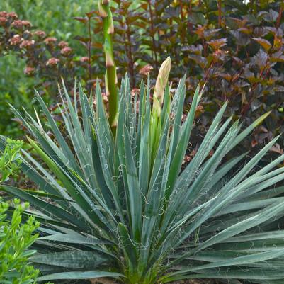 Yucca filamentosa 'Excalibur'