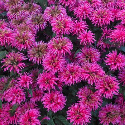 Monarda Sugar Buzz® Bubblegum Blast
