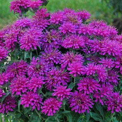Monarda Sugar Buzz® Grape Gumball