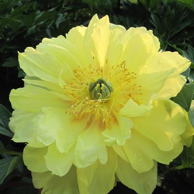 Paeonia x ITOH 'Bartzella'