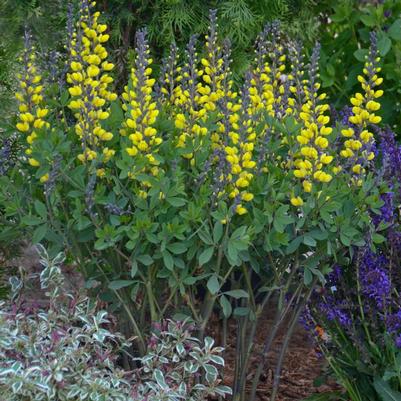 Baptisia x Decadence® Decadence® 'Lemon Meringue'