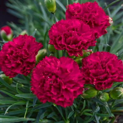 Dianthus x Fruit Punch® Fruit Punch® Cranberry Cocktail