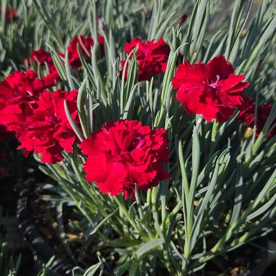 Dianthus x Fruit Punch® Maraschino