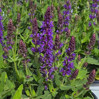 Salvia x Color Spires® Color Spires® 'Violet Riot'