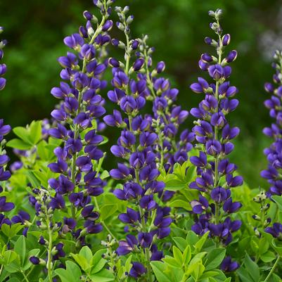 Baptisia x Decadence® 'Sparkling Sapphires'