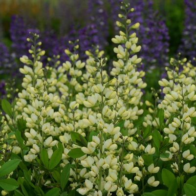 Baptisia x Decadence® Decadence® 'Vanilla Cream'