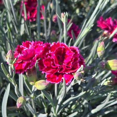 Dianthus x Fruit Punch® Black Cherry Frost