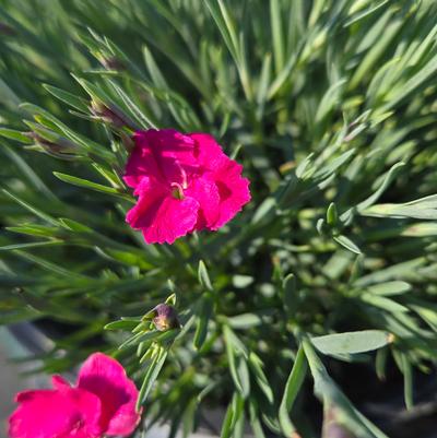 Dianthus x 'Paint the Town Magenta'