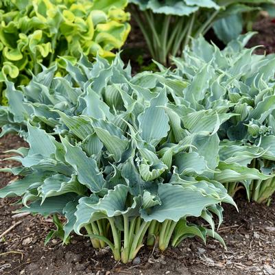 Hosta x Shadowland® 'Waterslide'