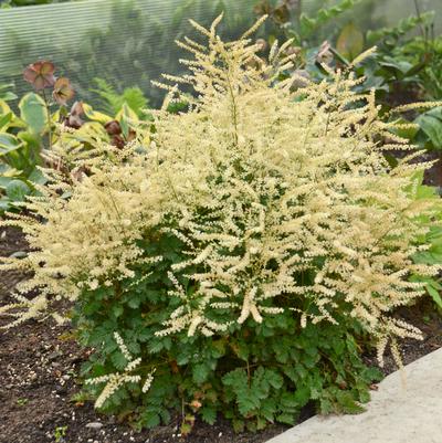 Aruncus x 'Chantilly Lace'