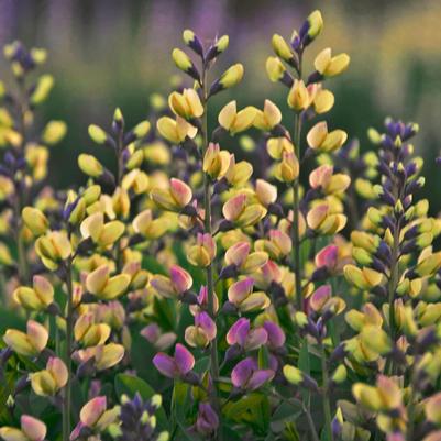 Baptisia x Decadence® Decadence® 'Deluxe Pink Lemonade'